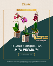 Combo Amix X3 Orquídeas Mini Premium en Matera de Cultivo.