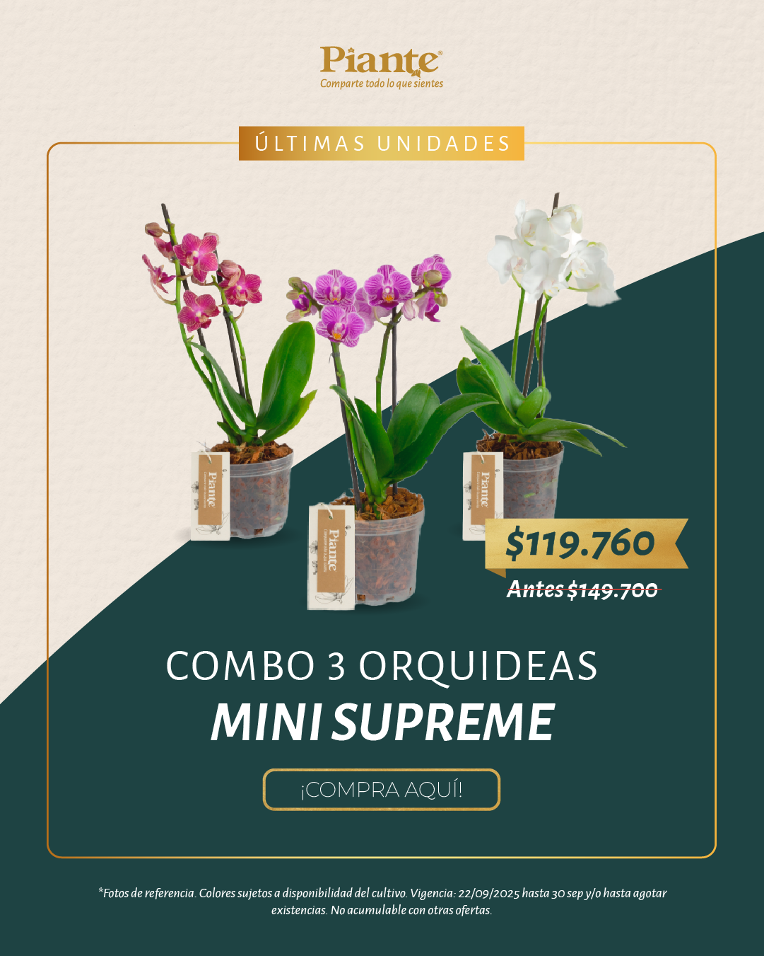 Combo Amix X3 Orquídeas Mini Supreme en Matera de Cultivo