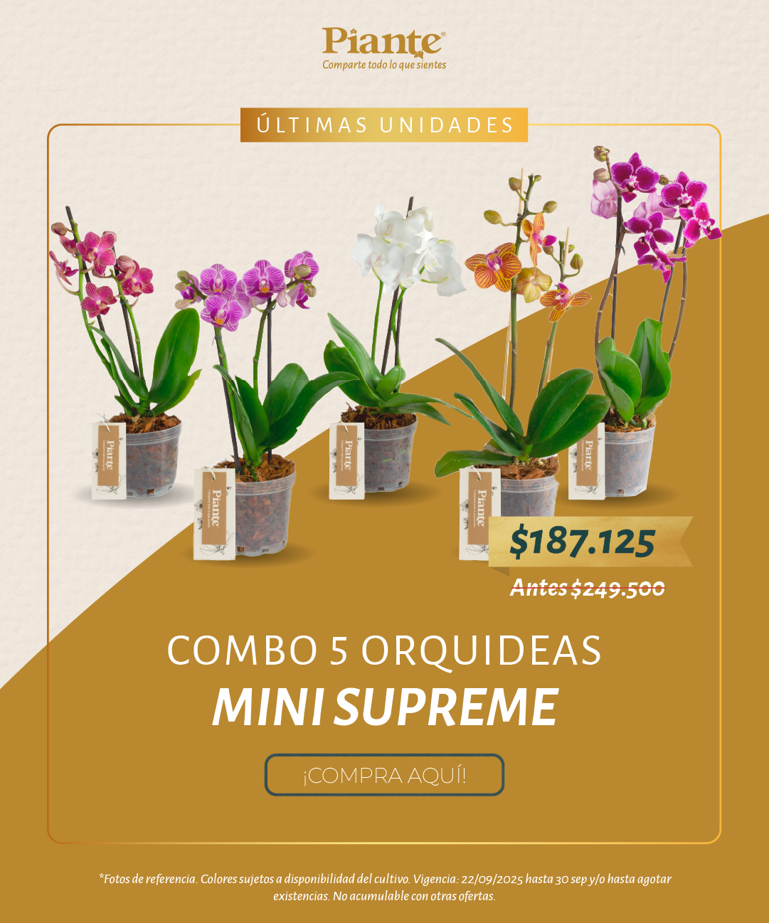 Piante_POSTcombospromocionesseptiembre2025_4.png