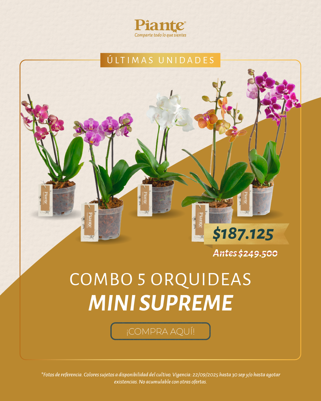 Combo Amix X5 Orquídeas Mini Supreme en Matera de Cultivo.