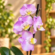 Orquídea Midi Supreme Rosada Pink Nebula