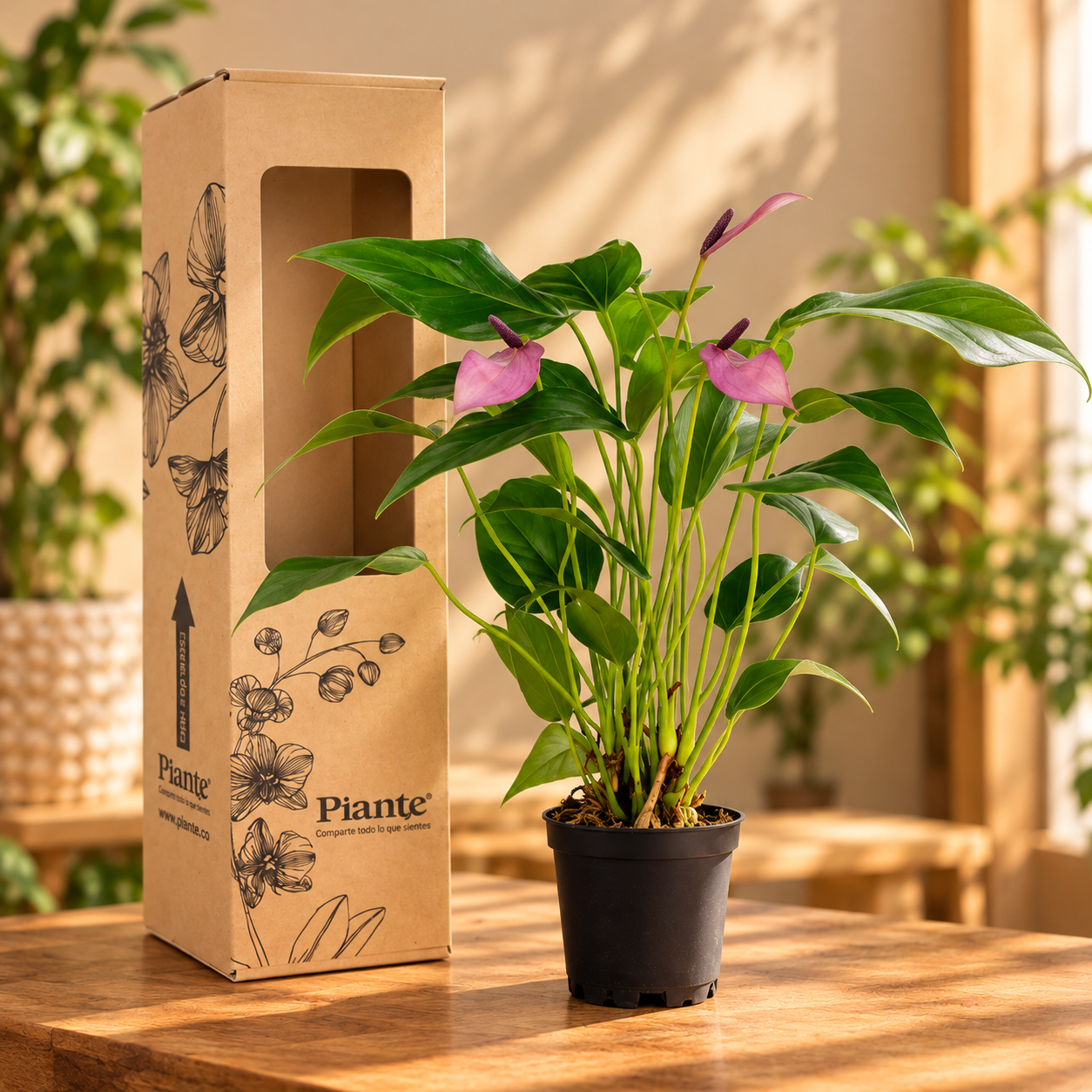 Anthurio Mini Morado Violet Bouquet