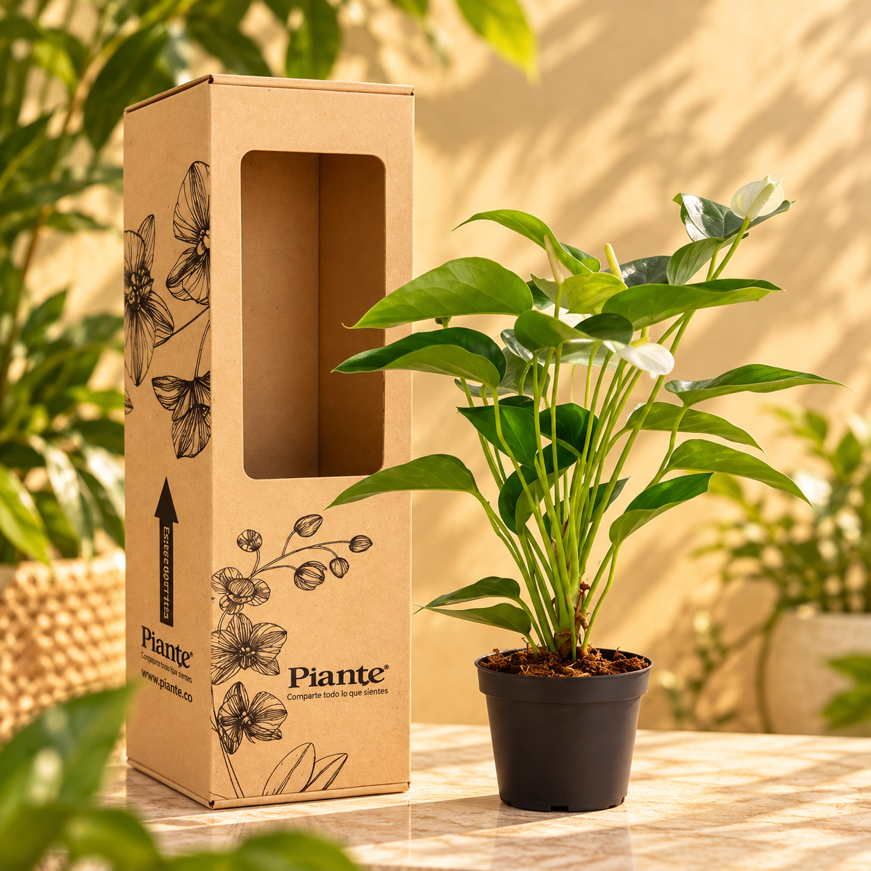 Planta_Piante_bajo_luz_calida_1.png