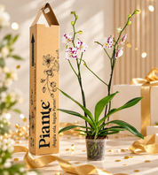 Orquídea Grandi supreme Exotica Marraquez en Cultivo