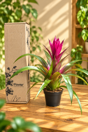 Bromelia P8 Voila