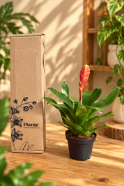 Bromelia P8 Cato