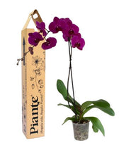 Orquídea Grandi  Premium Morada Queenstown