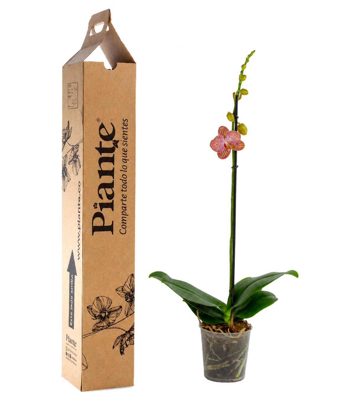 Orquídea Grandi Premium Ravello