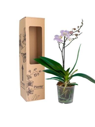 Orquídea Midi Premium Roterdam Exotica