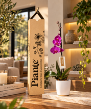 Orquídea Grandi Premium Morada Evolution en Matera Ceramica Blanca