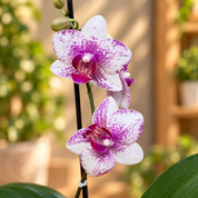 Orquídea Midi Premium Rotterdam Exotica en Matera Cerámica