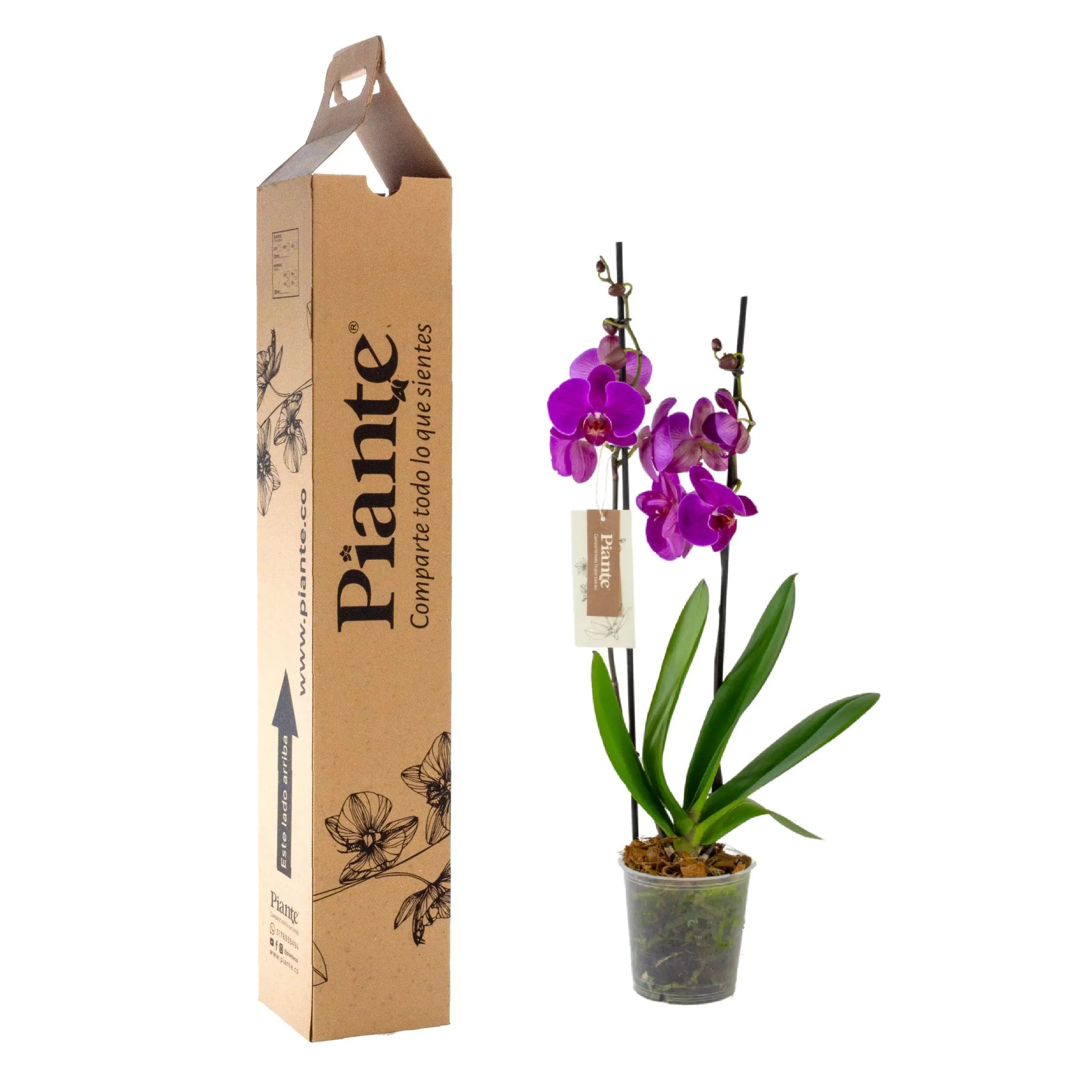 Orquídea Grandi supreme MORADO Wonderwall