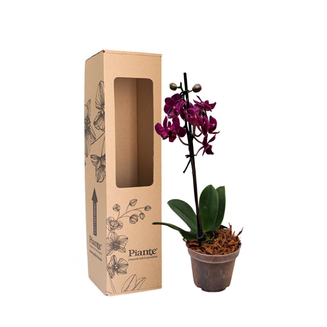 OOrquídea Midi PREMIUM Santa Barbara Morado