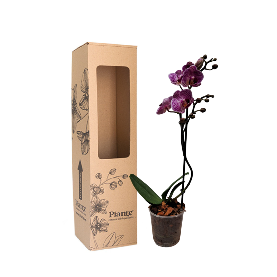 Orquídea Midi Premium Santa Rosa Morado
