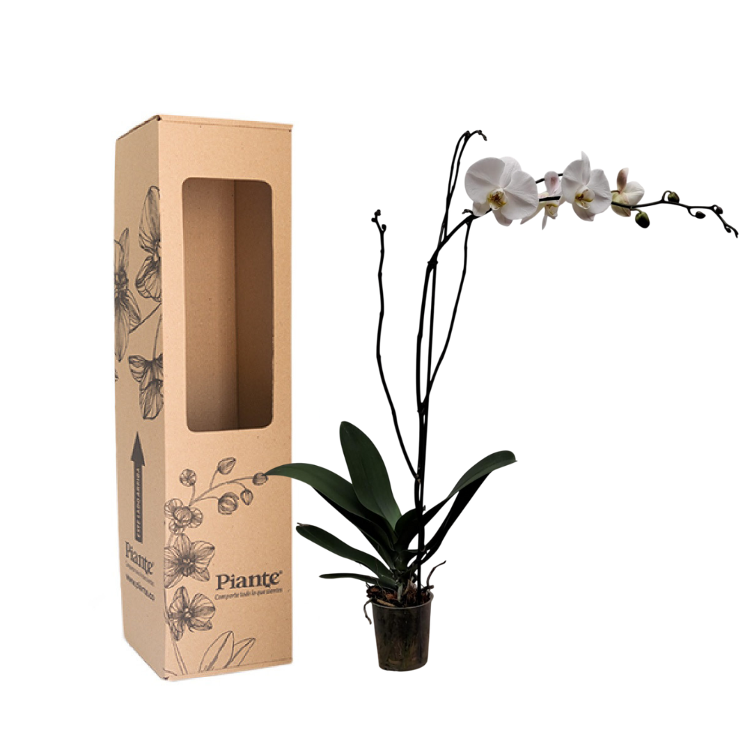 Orquídea Grandi premium BLANCO Sogo Yukidian