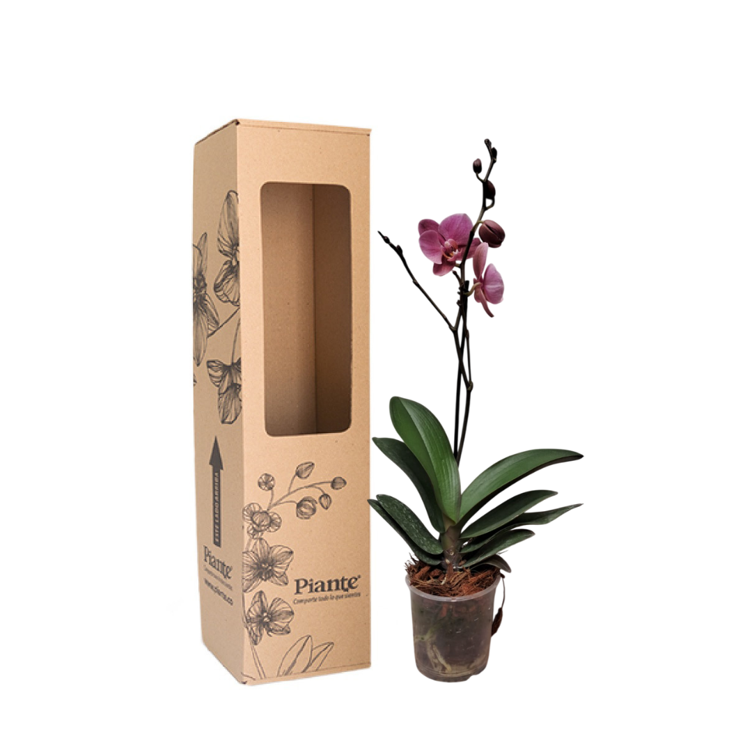 Orquídea Midi Premium Treviso Salmon