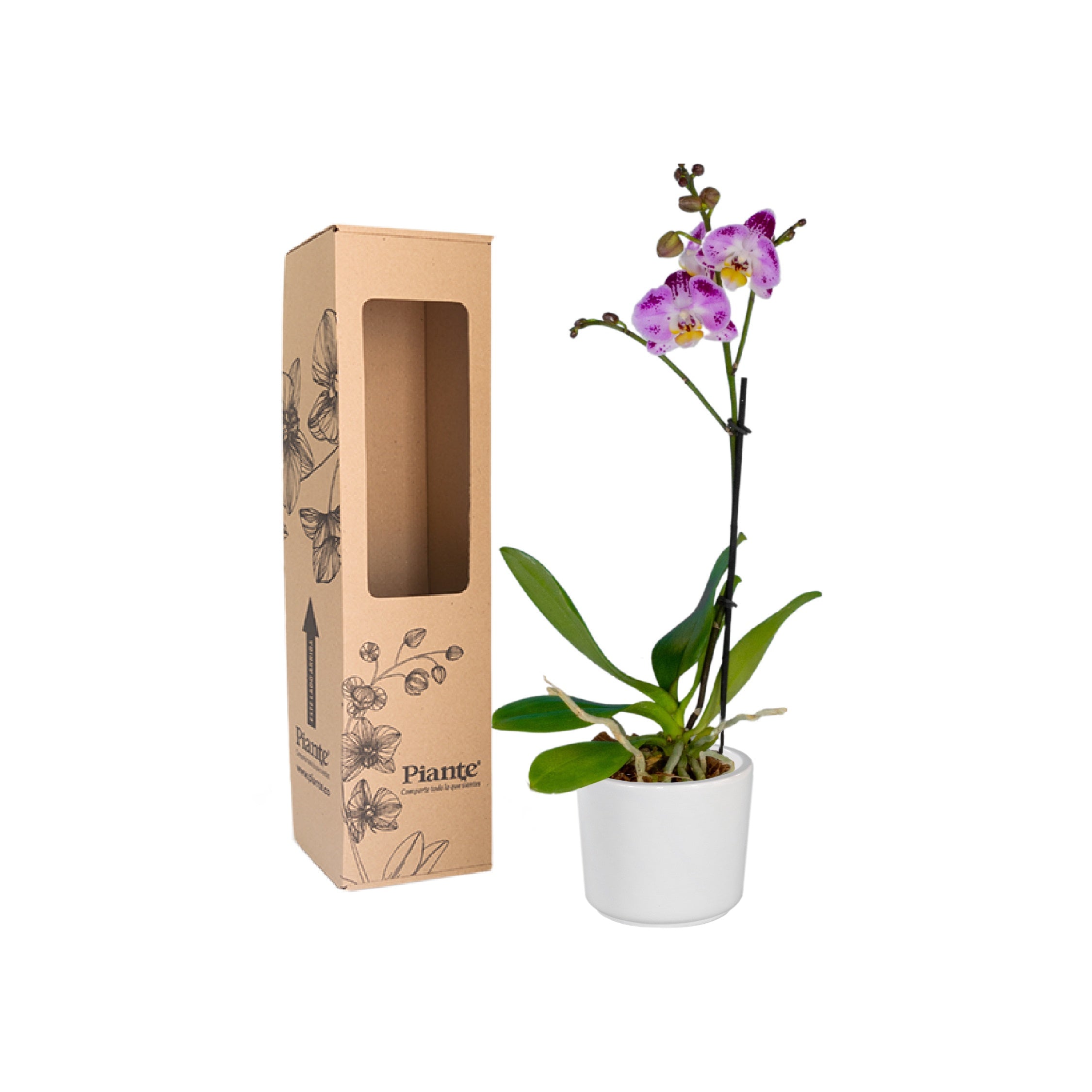 Orquídea Midi Premium Exotica Bubbles en matera cerámica