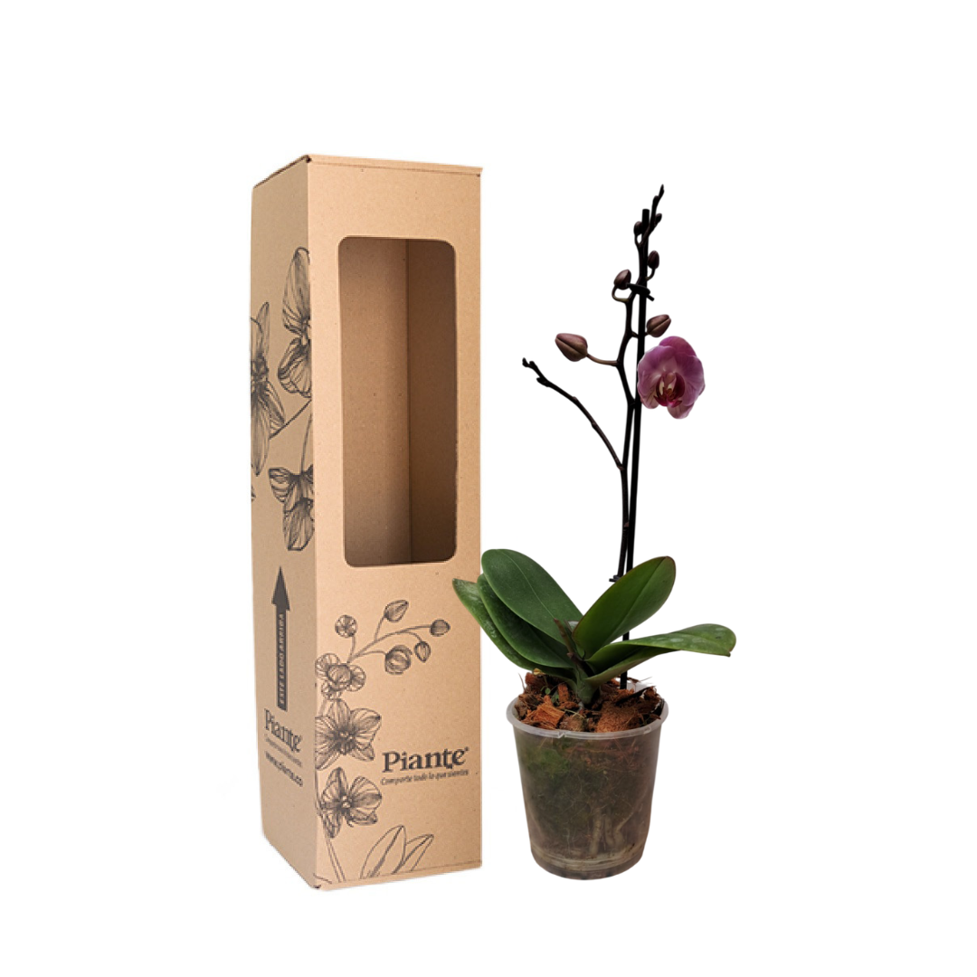 Orquídea Midi PREMIUM ROSADO Vienna