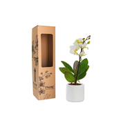 Orquídea Mini Premium Blanco Zurich en matera cerámica