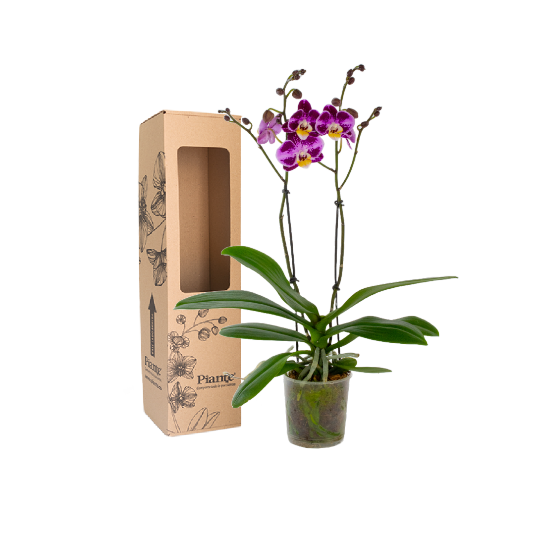 Orquidea Midi Supreme Exotica Bubbles
