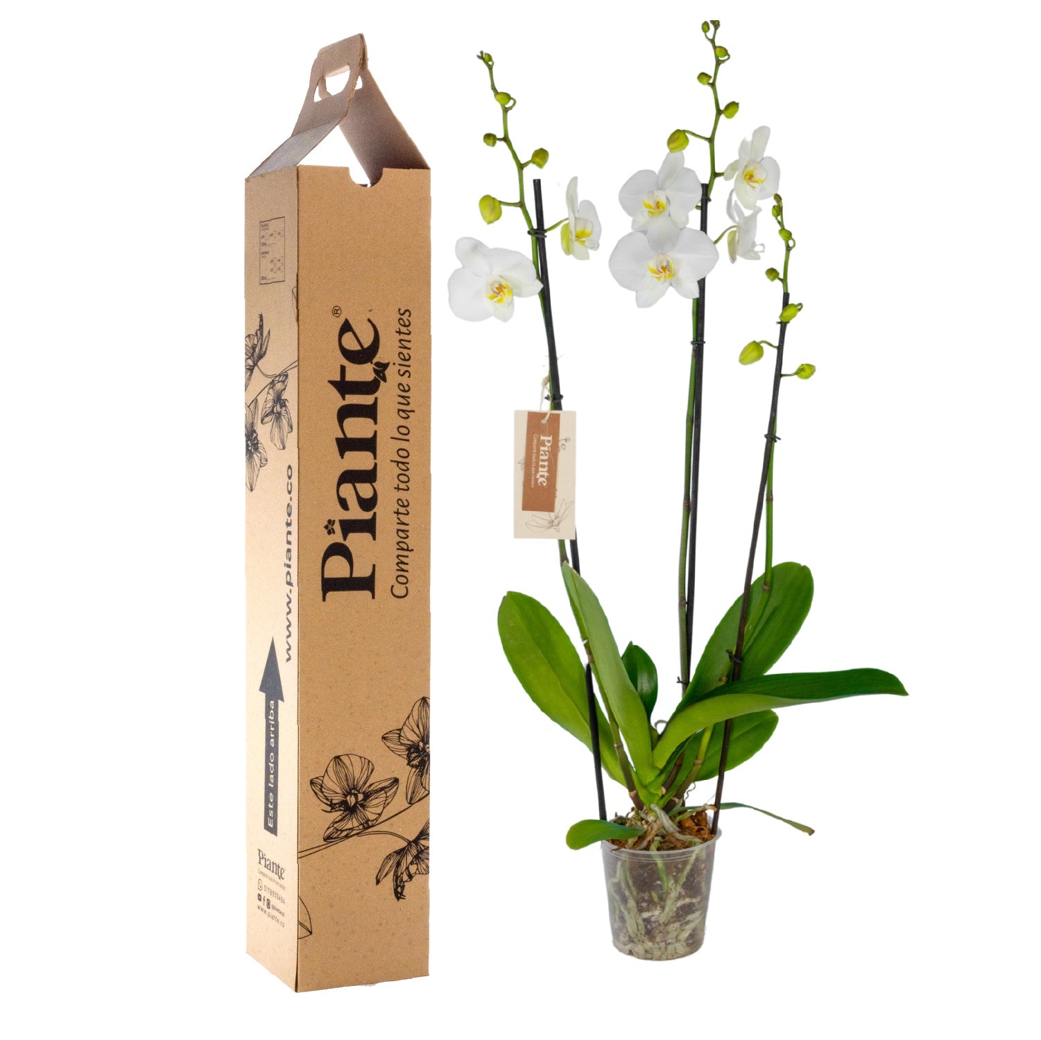 Orquídea Grandi elite BLANCO Leeds