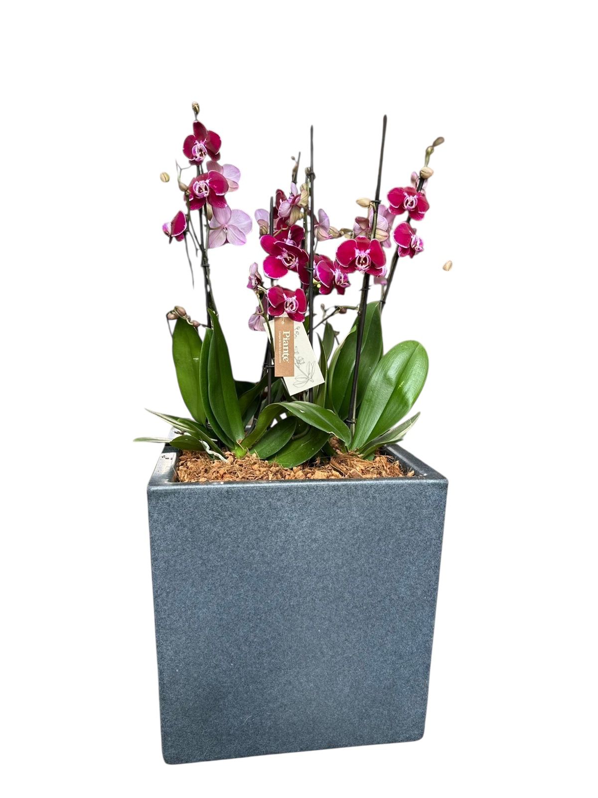 Arreglo de orquideas supreme moradas en matera cubica Gris