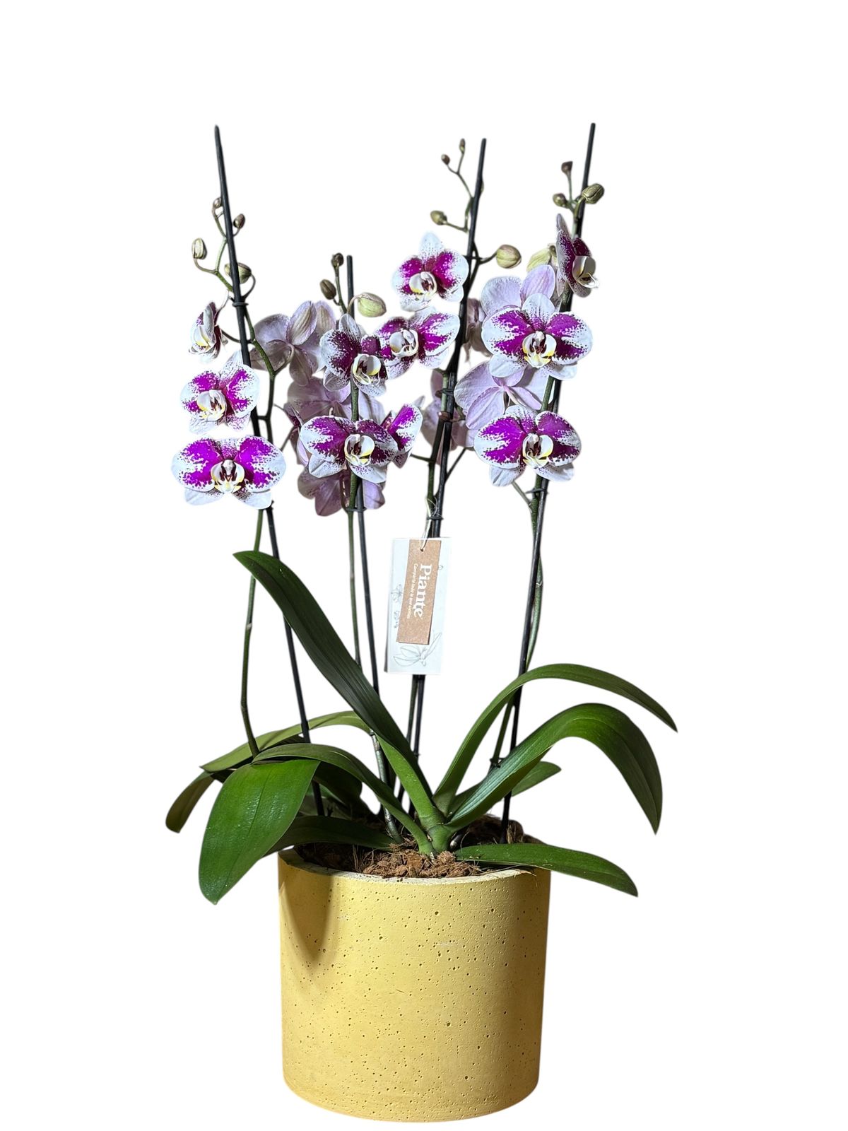 Arreglo de orquideas exoticas en matera concreto Sander