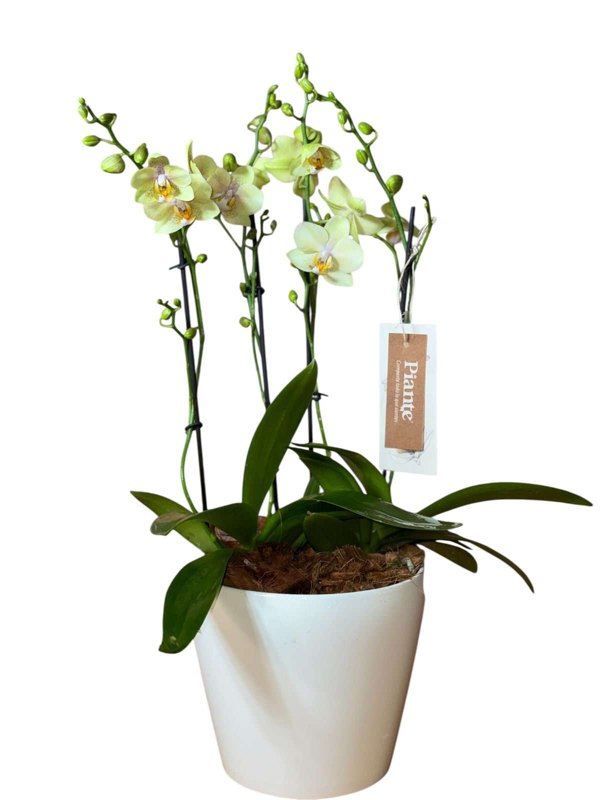 Arreglo de orquideas medianas Amarillas en matera Alaska