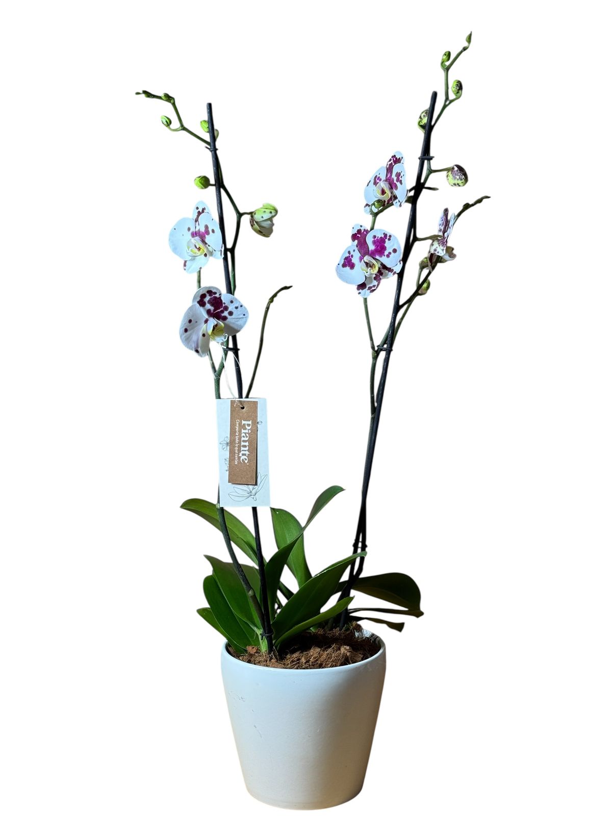 Arreglo orquideas grandi premium Exoticas Blancas en matera Alaska