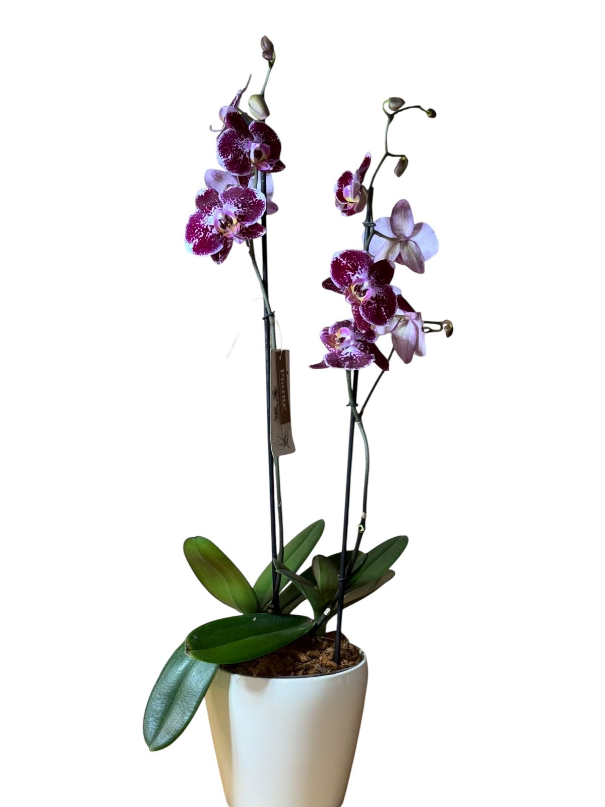 Arreglo orquideas grandi premium moradas en matera Alaska