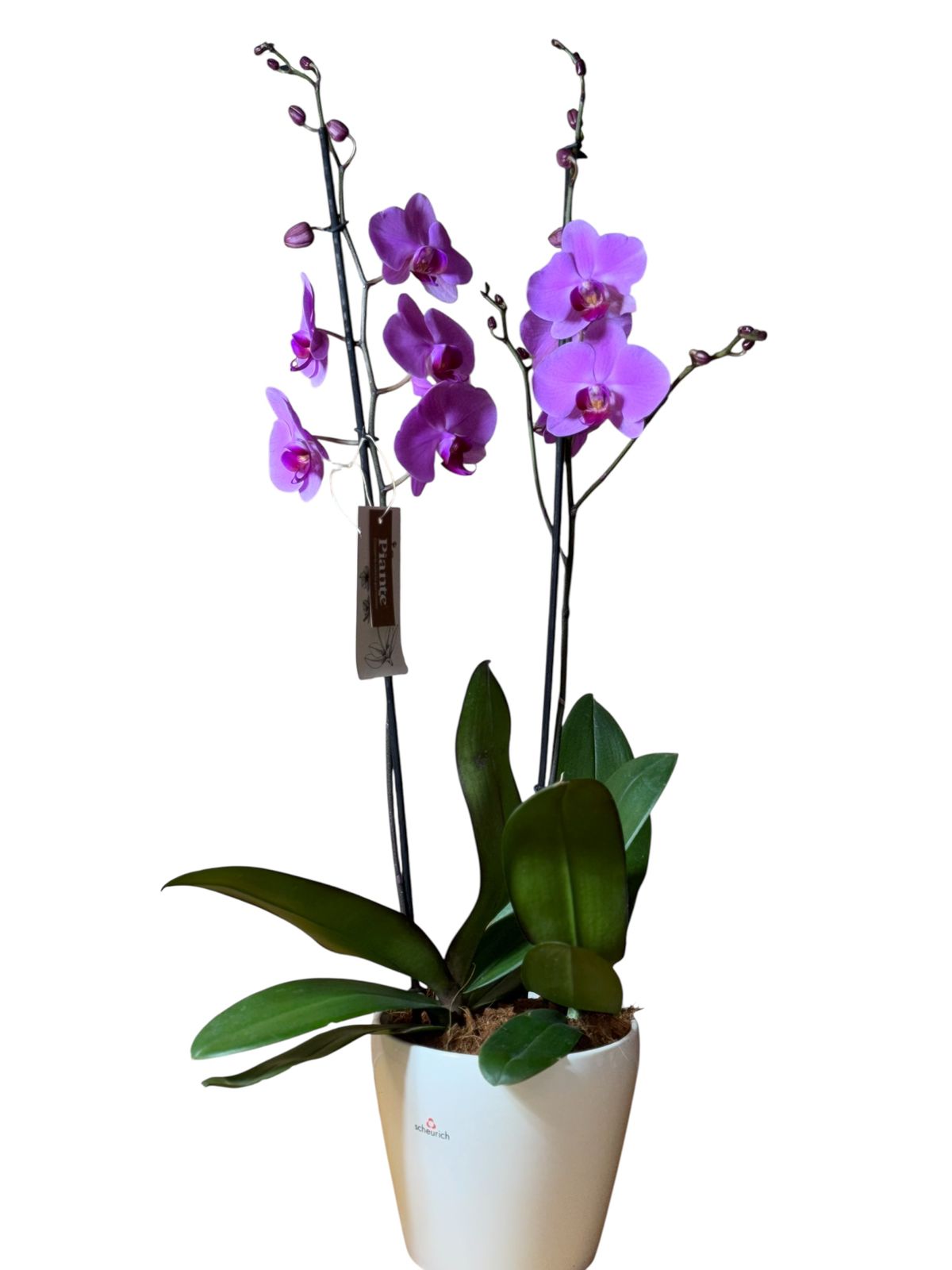 Arreglo orquideas grandi premium Rosada en matera Alaska