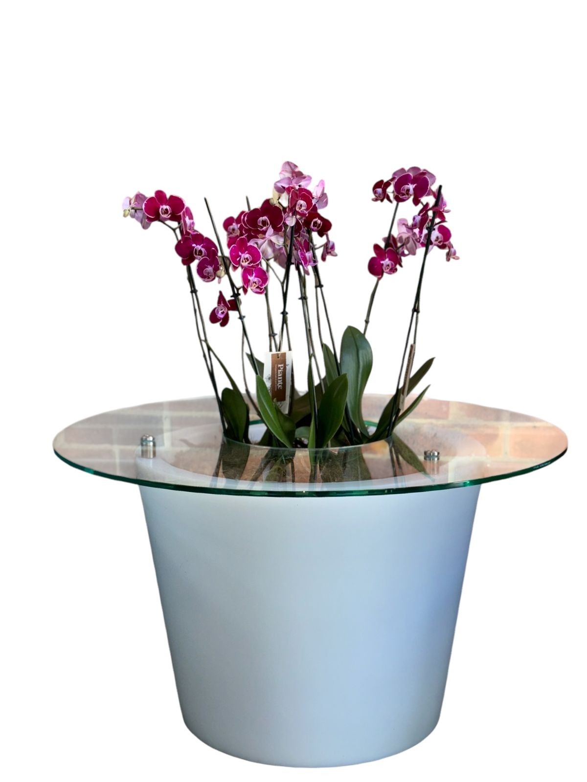 Arreglo mesa con orquideas supreme moradas Exoticas