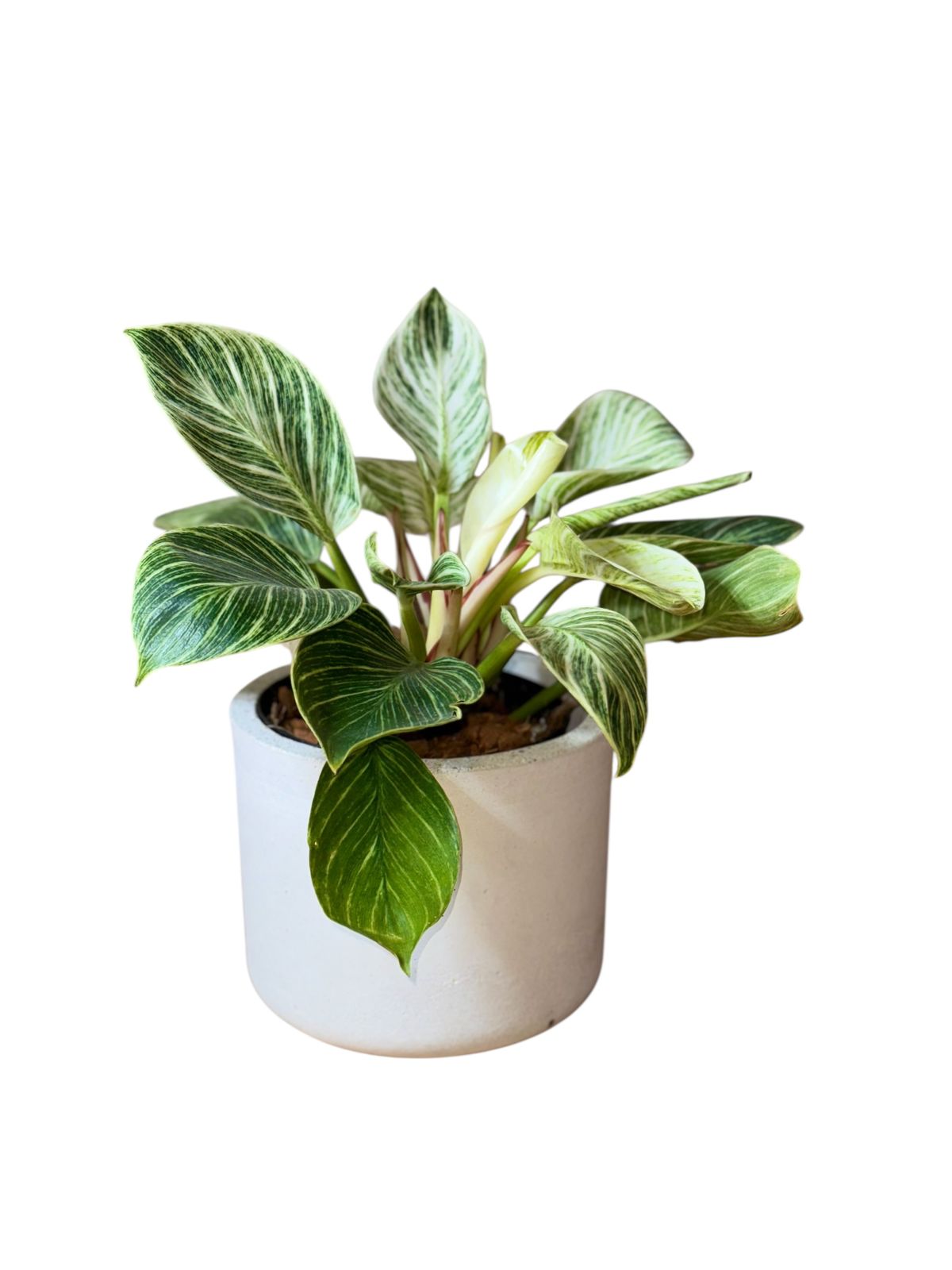 Philodendron Birkin en matera de concreto Gris
