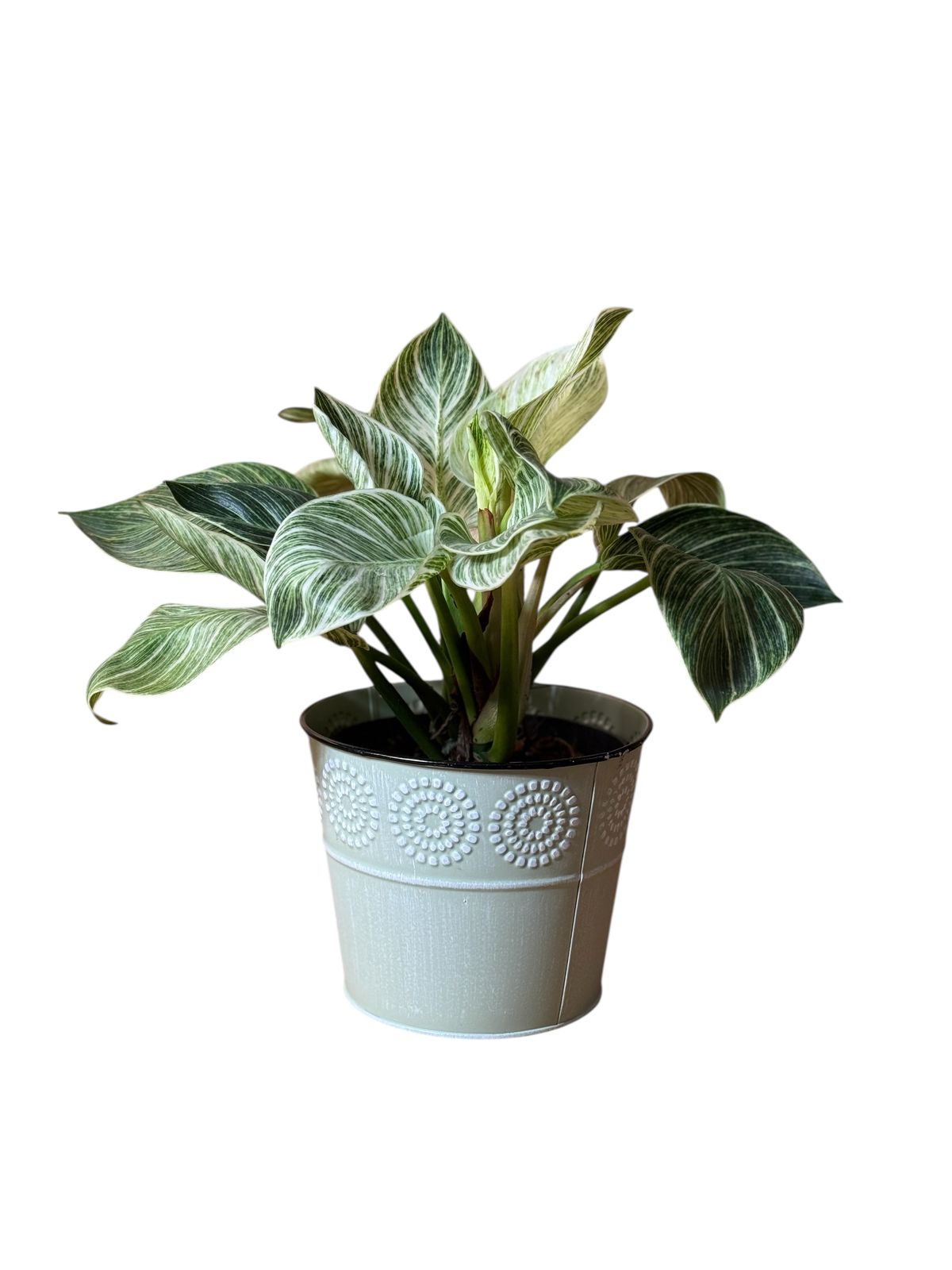 Philodendron Birkin en matera clasica Metalica.