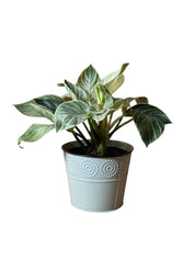 Philodendron Birkin en matera clasica Metalica.