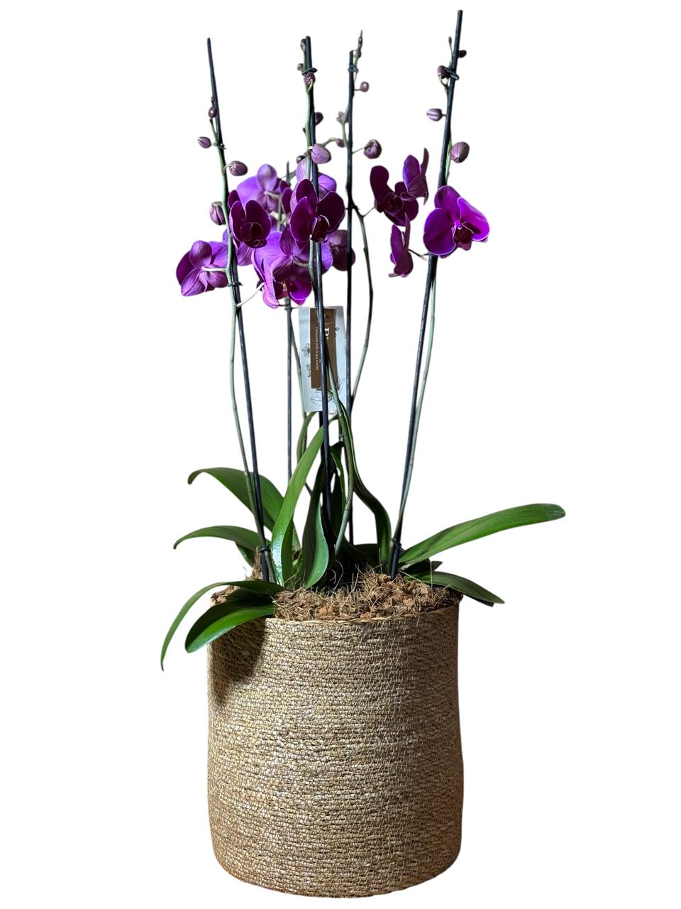 Arreglo de Orquídeas Supreme Moradas en matera de algas marinas