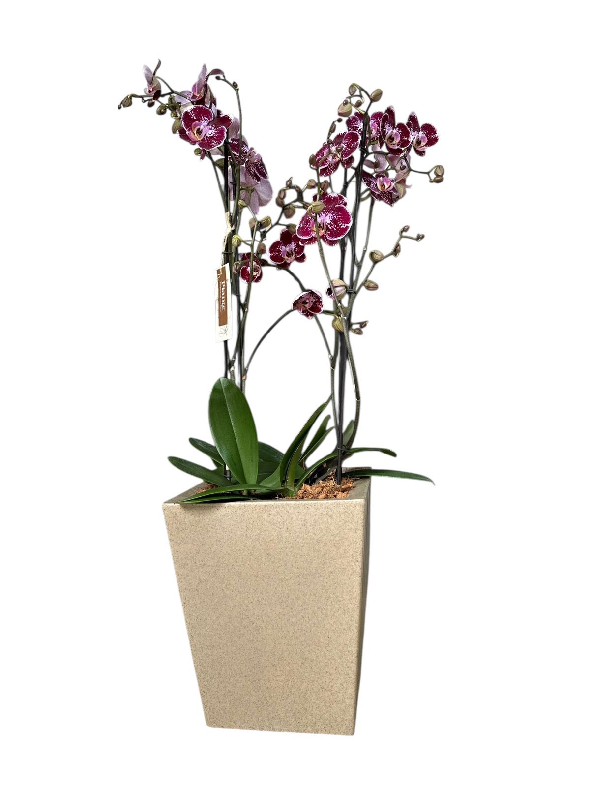 Arreglo de Orquideas Premium Exoticas Moradas en Matera Cubo Arena