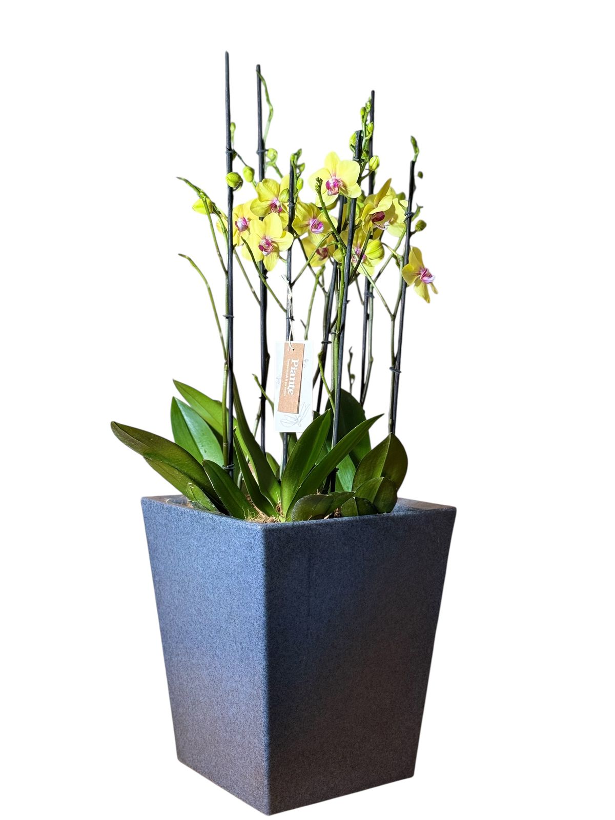 Arreglo de orquideas supreme amarillas en matera Lisa Gris