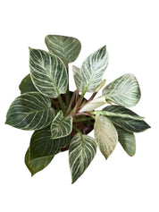 Philodendron Birkin