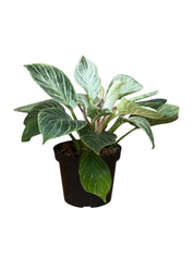 Philodendron Birkin