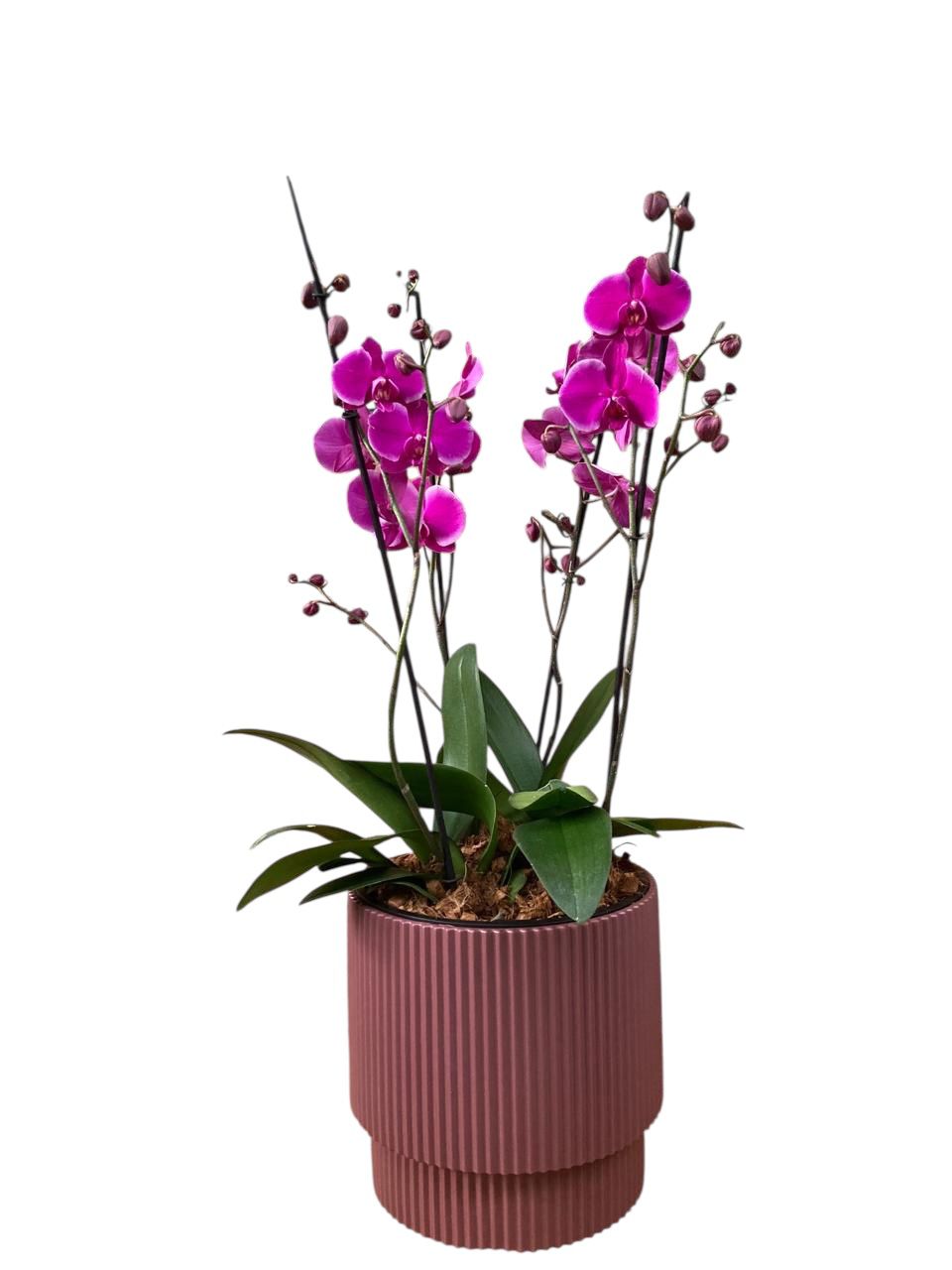 Arrgeglo de 4 Orquídeas Premium Moradas en Matera Milly Marsala