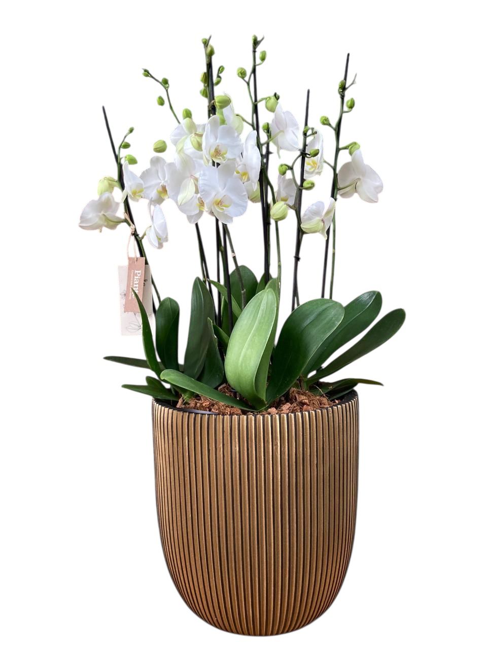 Arreglo de Orquideas Supreme Blancas en Matera Conic Oro