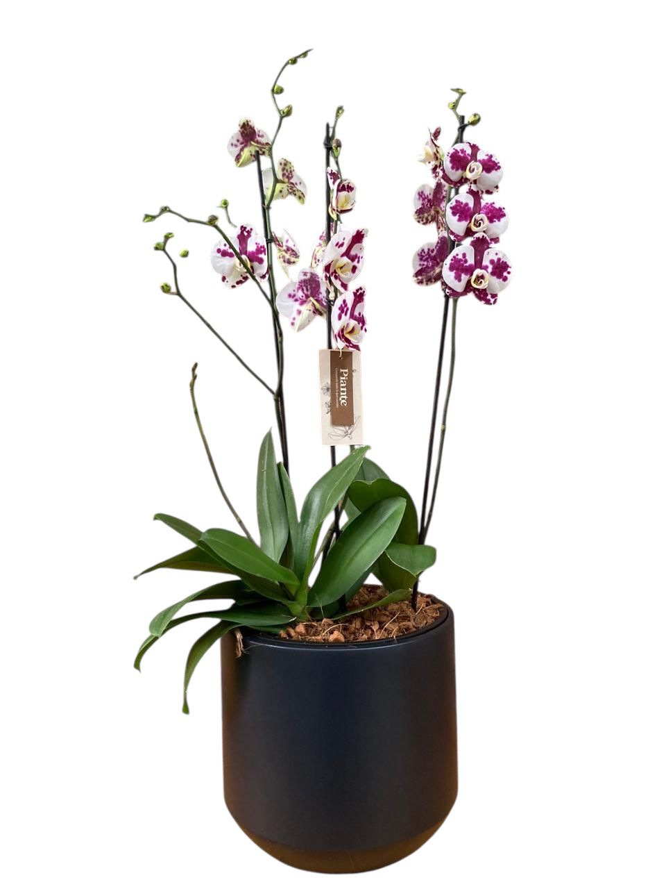 Arreglo de Orquideas Exoticas Palamos en Matera Heos Negra