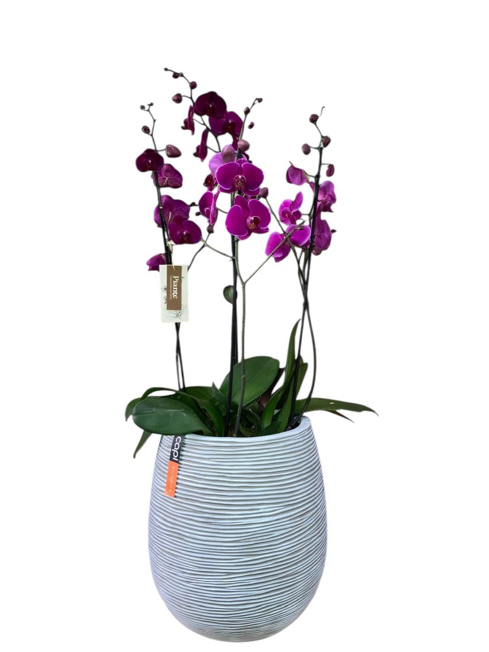 Arreglo de Orquídeas Premium Moradas Stellenbosch en Matera Egg