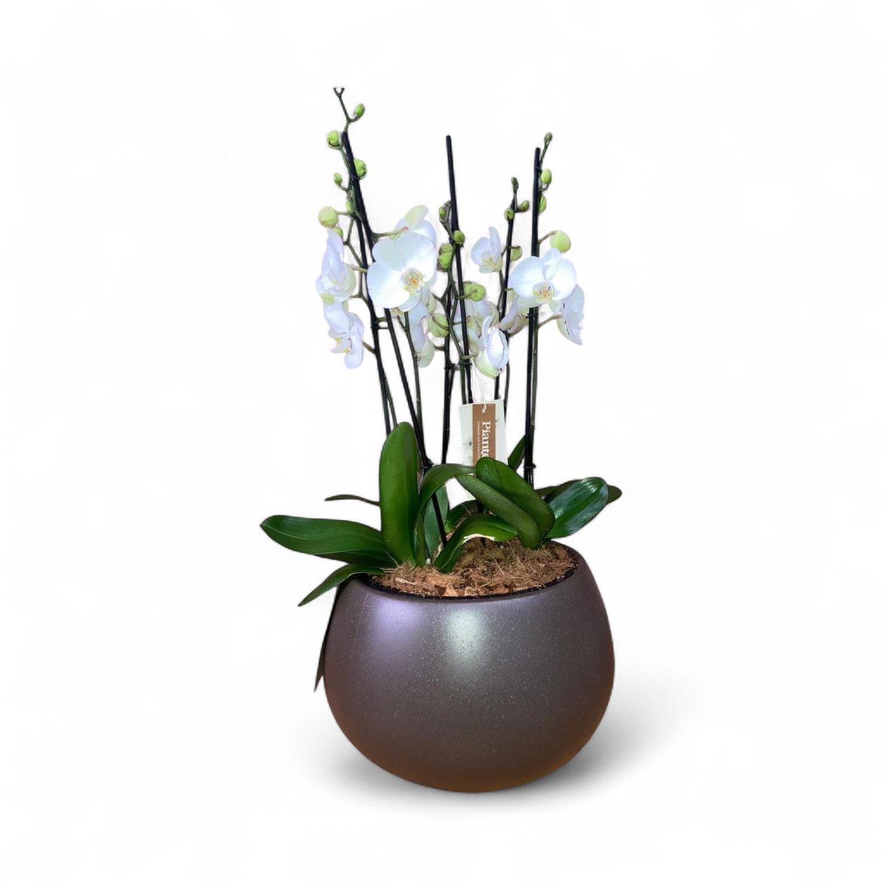 Arreglo de Orquideas Supreme Blanca en Matera Heos Cafe