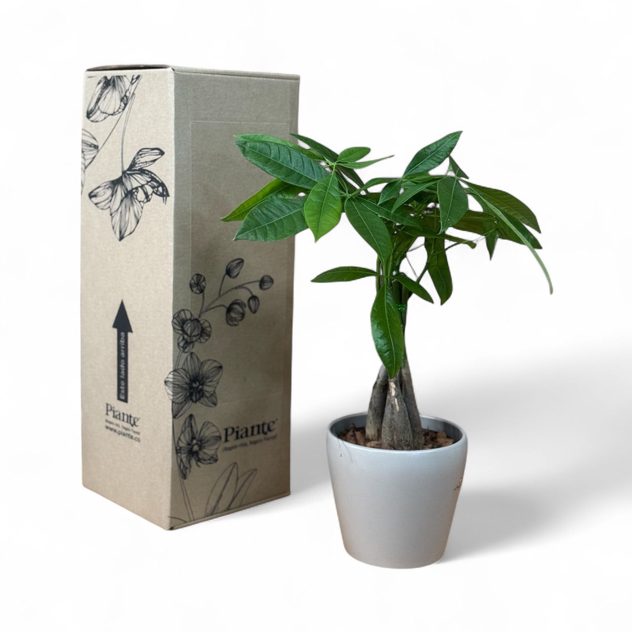 Pachira Aquatica P-14 Pachira Trenza con Matera Taupe C15