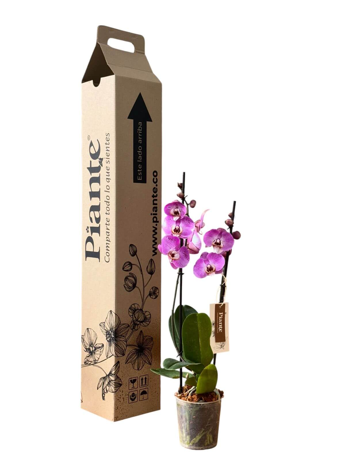 Orquidea Grandi Supreme Morada Sputnik