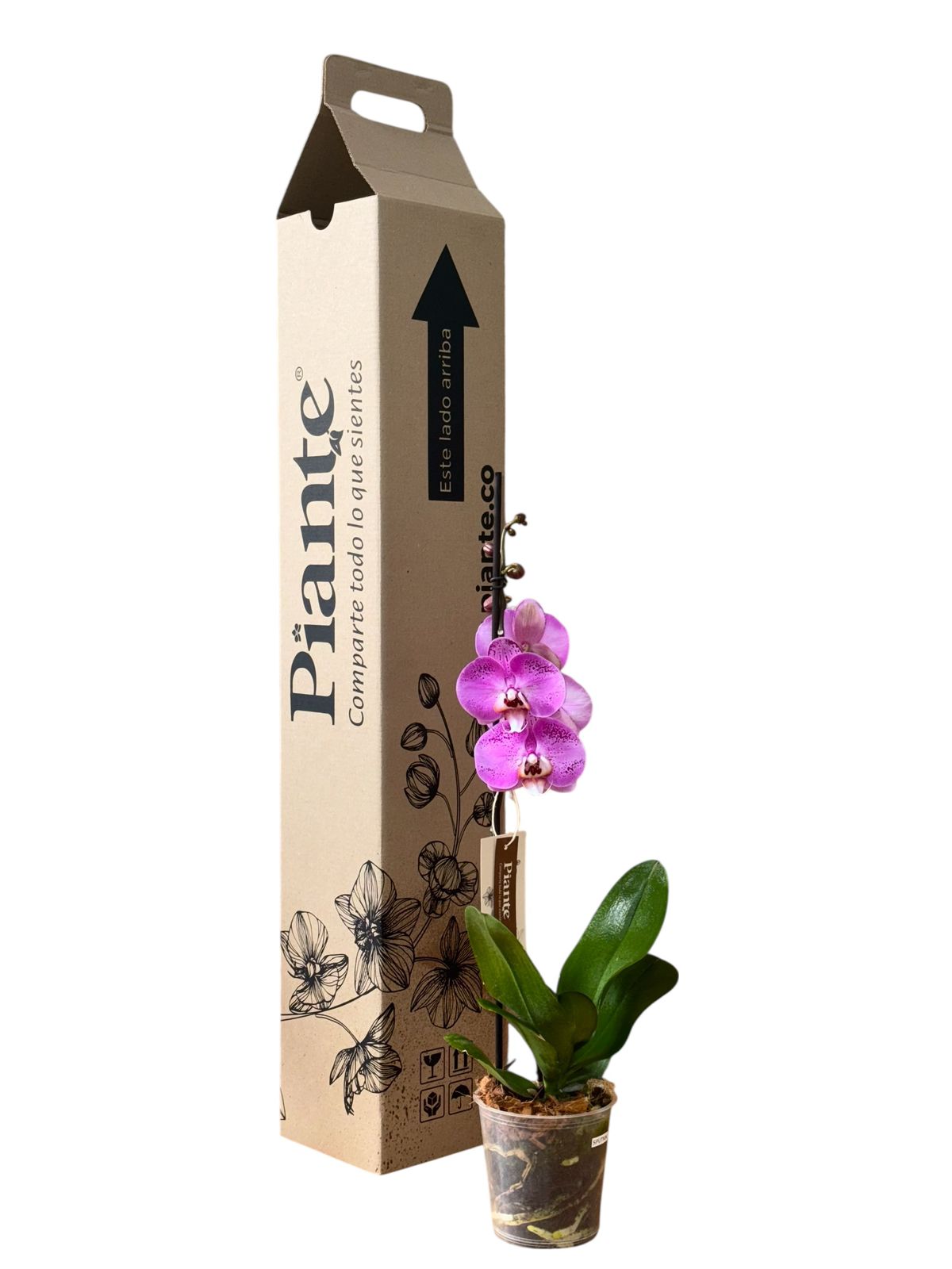 Orquídea Grandi Premium Exotica Sputnik