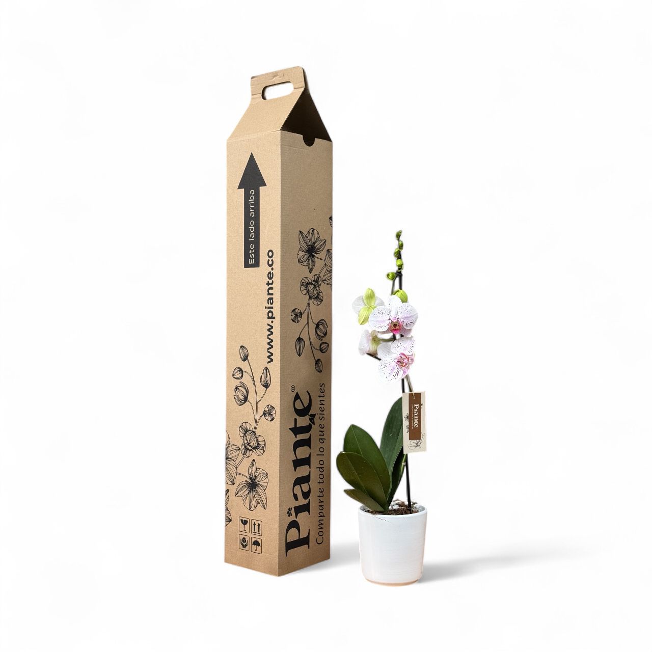 Orquídea Grandi Premium Blanca Exotica Goya en Matera Cerámica