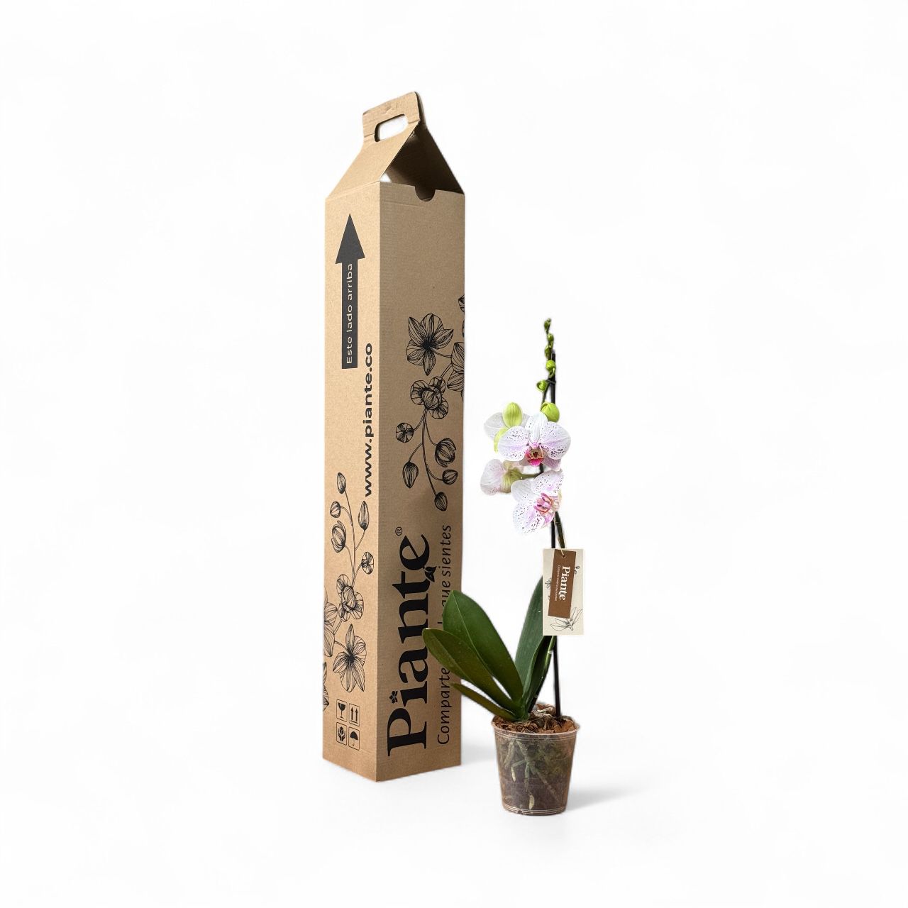 Orquídea Grandi Premium Exotica Goya